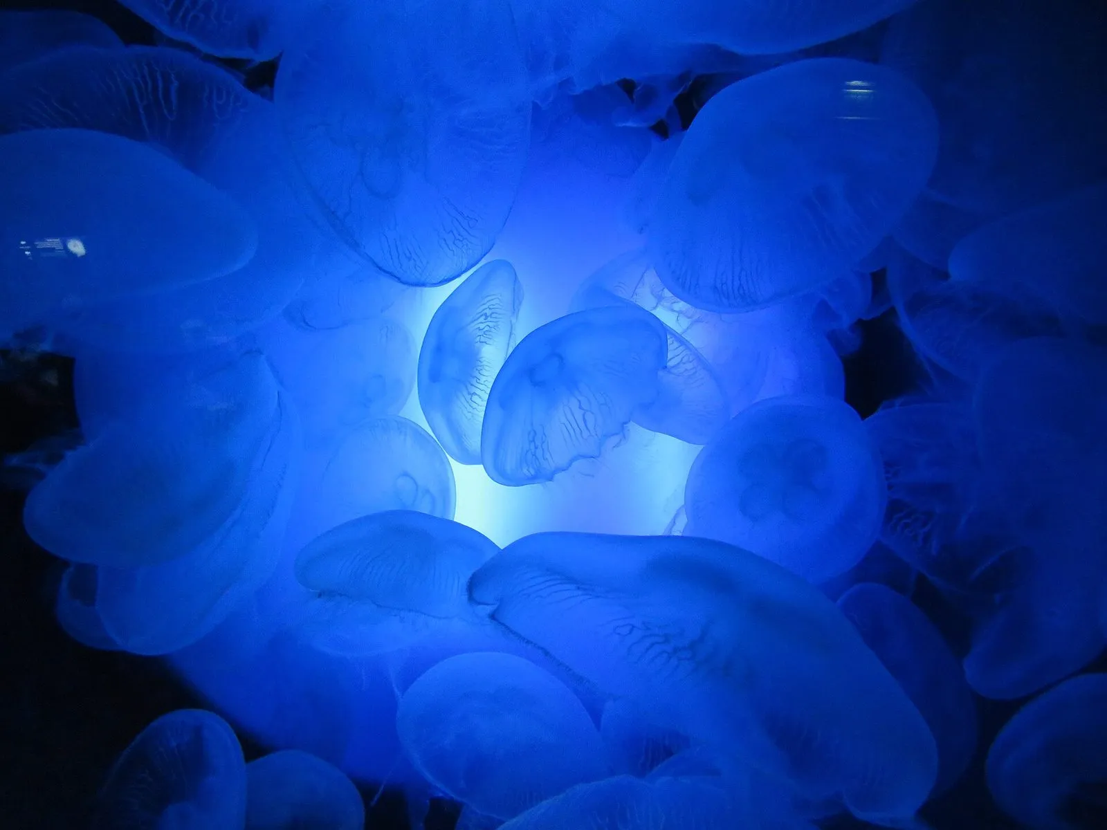 Illuminated jellyfish in a tank at the Saint-Malo Grand Aquarium