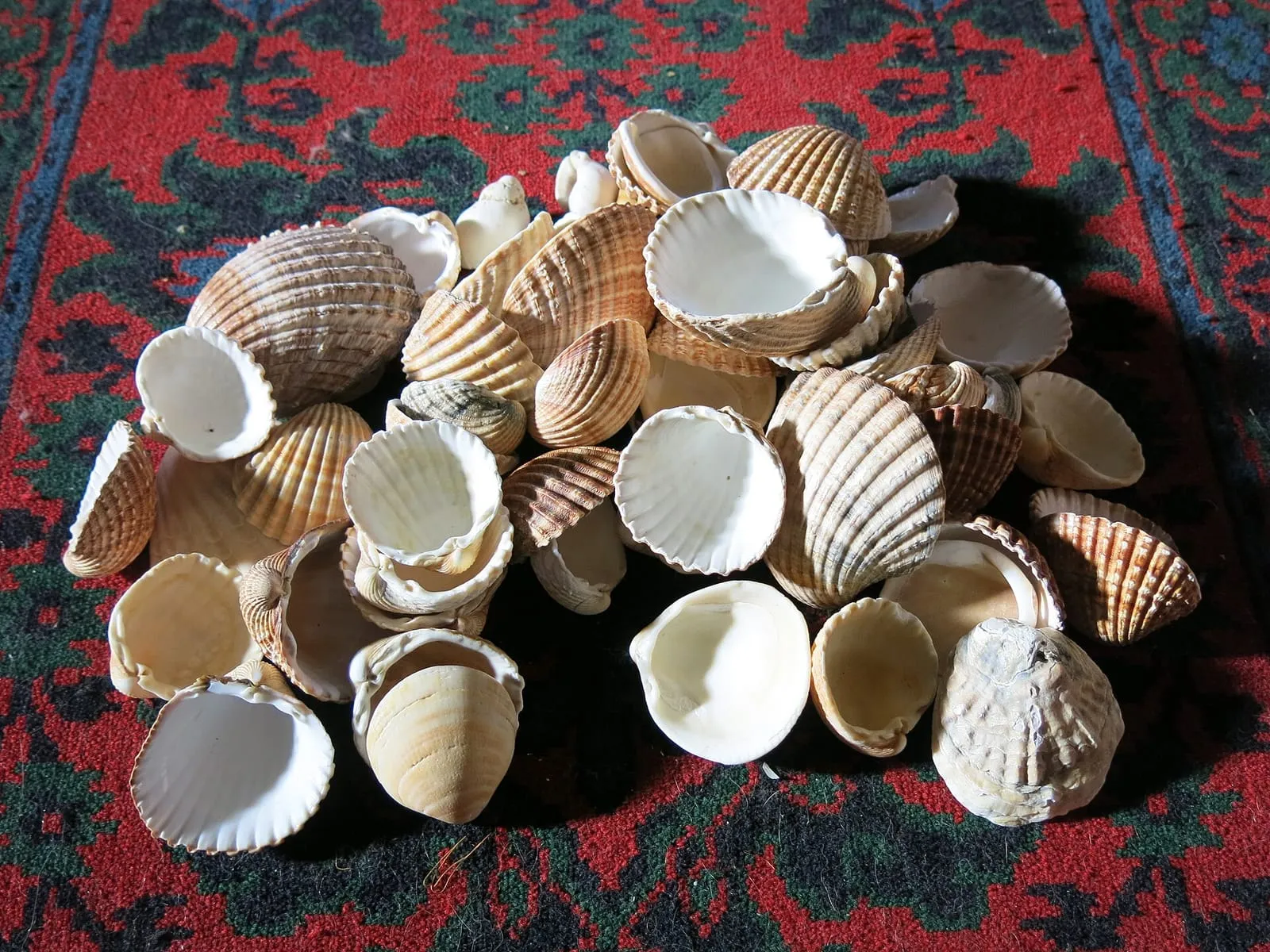 Shellfish gathered on the foreshore